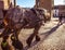 BRUGGE, BELGIUM - JANUARY 17, 2016: Horse-drawn carriages on January 17, 2016 in Brugge - Belgium