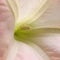 Brugmansia. Angel`s Trumpet. close up side view. Square photo image.