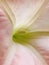 Brugmansia. Angel`s Trumpet. close up side view. Vertical photo image.