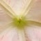 Brugmansia. Angel`s Trumpet. close up view. Square photo image.