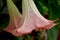 Brugmansia, Angel`s trumpet, pink stramonium