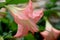 Brugmansia, Angel`s trumpet, pink stramonium