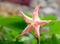 Brugmansia, Angel`s trumpet, pink stramonium