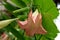 Brugmansia, Angel`s trumpet, pink stramonium