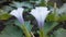 Brugmansia, Angel`s Trumpet Plant Blossoming in Union Square in New York, NY.