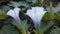 Brugmansia, Angel`s Trumpet Plant Blossoming in Union Square in New York, NY.