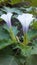 Brugmansia, Angel`s Trumpet Plant Blossoming in Union Square in New York, NY.