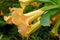 Brugmansia or Angels Trumpets