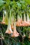 Brugmansia or Angels Trumpets