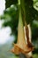 Brugmansia arborea (Brugmansia suaveolens)in nature