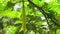Brugmansia arborea (Brugmansia suaveolens)in nature