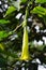 Brugmansia arborea (Brugmansia suaveolens)in nature