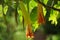 Brugmansia arborea (Brugmansia suaveolens)in nature