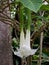 Brugmansia Arborea - Datura Cornigera