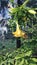 Brugmansia arborea flower from highlands in Indonesia angel