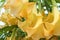 Brugmansia arborea yellow flower plant