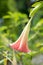 Brugmansia aurea flower