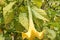 Brugmansia aurea, Golden Angels Trumpet