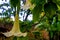 Brugmansia close-up on the background of the ruins of Sala Colonia and the Islamic complex Chellah