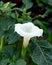 Brugmansia Datura Angel`s Trumpet flower in summer garden