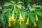 Brugmansia flowers