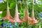 Brugmansia Flowers.