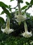 Brugmansia pendulous white flowers - Exotic flowers in Goa
