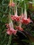 Brugmansia Starburst Angel Trumpet Flowers Closeup