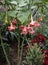 Brugmansia Starburst Angel Trumpet With Many Flowers