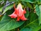 Brugmansia suaveolens big pink flower in summer garden. Angels Trumpets ornamental plant