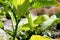 Brugmansia versicolor \'Betty Marshall\'
