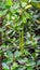 Bruguiera parviflora fruit