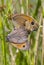 Bruin zandoogje, Meadow Brown, Maniola jurtina