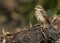 Bruine Klauwier, Brown Shrike, Lanius cristatus