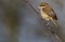 Bruine Klauwier, Brown Shrike, Lanius cristatus
