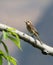 Bruine Klauwier, Brown Shrike, Lanius cristatus