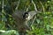Bruine Maki, Common Brown Lemur, Eulemur fulvus