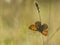 Bruine vuurvlinder, Sooty Copper, Lycaena tityrus