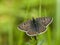 Bruine vuurvlinder, Sooty Copper, Lycaena tityrus