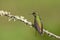 Bruinstaart-hoornkolibrie, Buff-tailed Coronet, Boissonneaua fla