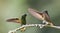 Bruinstaart-hoornkolibrie, Buff-tailed Coronet, Boissonneaua fla