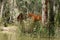 Brumbies In The Forest