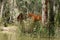 Brumbies In The Forest at Barmah