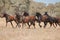 Brumbies running free on a Mountainside