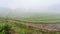 brume over rice terraced gardens