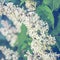 Brunch of blooming lilac flowers close up