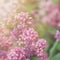 Brunch of blooming lilac flowers close up