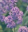 Brunch of blooming lilac flowers close up