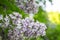 Brunch of blooming lilac flowers close up