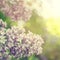 Brunch of blooming lilac flowers close up